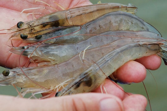 5 dấu hiệu nhận biết sớm bệnh trên tôm nuôi