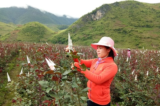 Nữ cán bộ 8X bỏ việc ở xã về nhân giống trồng 6ha hoa hồng