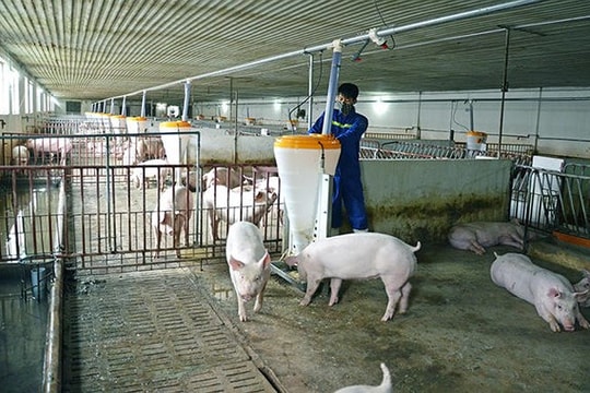 Không cho phép chăn nuôi trong khu vực nội thành, nội thị?