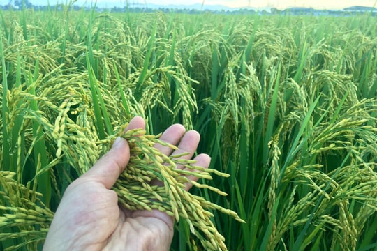 Nông dân Đô Lương ước thu lãi ròng gần 100 tỷ đồng từ lúa chất lượng cao 