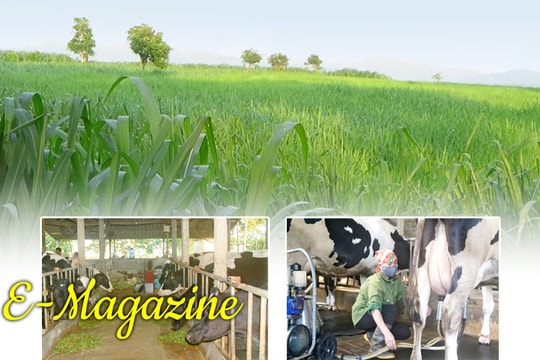 Để người chăn nuôi bò sữa đứng vững trong thời kỳ hội nhập
