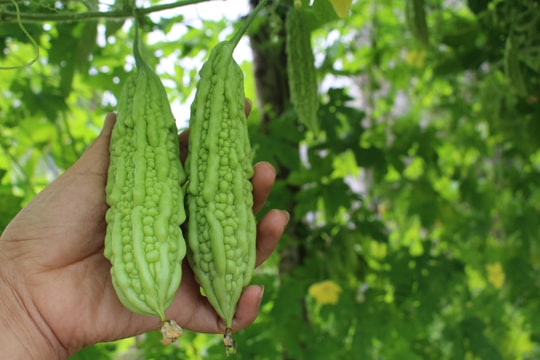 Nông dân bội thu từ rau giải nhiệt khi trời nắng nóng