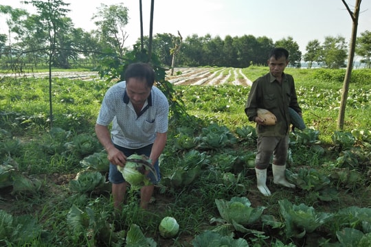 Lần đầu tiên, trồng bắp cải Israel trái vụ ở Thanh Chương