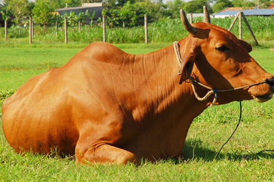 Cách chữa trị 4 bệnh thường gặp ở trâu, bò mùa nắng nóng 