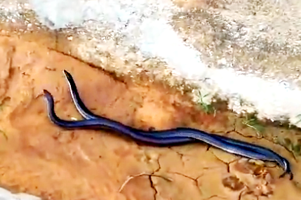 Nghệ An: Người dân bắt gặp đôi rắn hổ phì đang quấn nhau bên đường