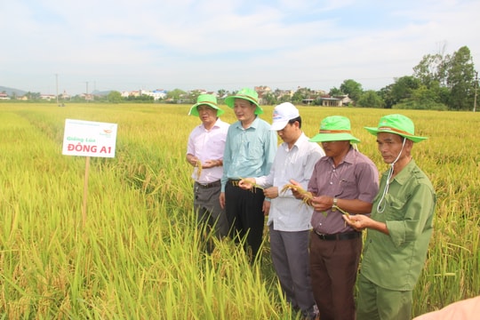 Hội thảo đầu bờ giống lúa thuần chất lượng cao Đông A1, TBR 225