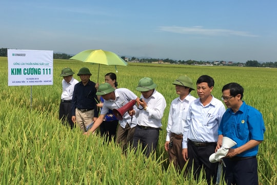 Hiệu ứng tích cực từ 13 cánh đồng lớn ở Hưng Nguyên