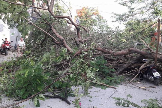 Cây phượng bật gốc đè lên xe máy, một phụ nữ bị thương