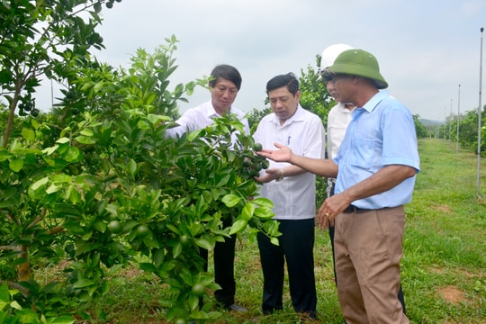 Chủ tịch UBND tỉnh thăm các mô hình trồng, chế biến nông sản ở Nghĩa Đàn