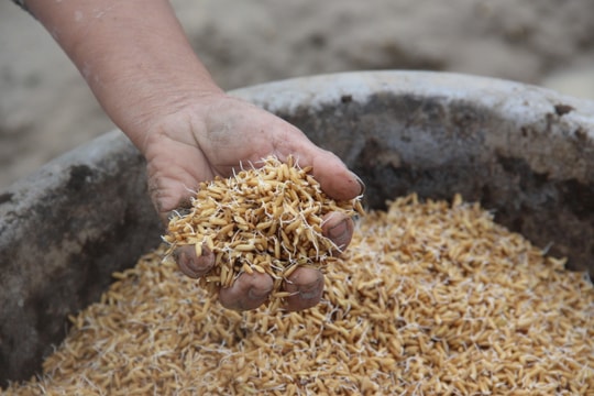 Nghệ An: Sẵn sàng cho sản xuất hè thu