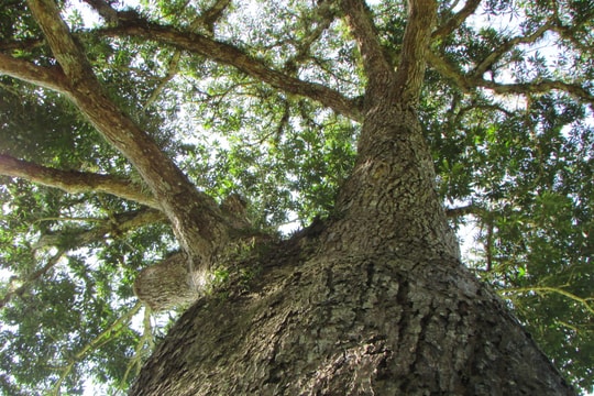 Dân bản lập hương ước bảo vệ cây xoài trên 100 năm tuổi