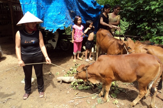 Lập đoàn kiểm tra việc “cấp bò giống bị lở mồm long móng cho người dân“