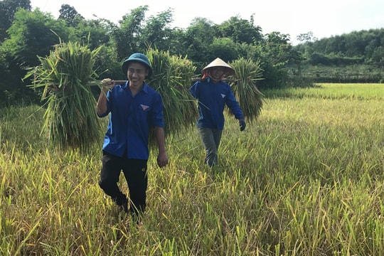 Thanh niên đội nắng giúp dân gặt lúa