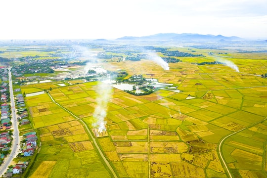 Mùa vàng trên những cánh đồng