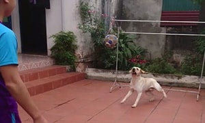 Kinh ngạc chú chó bắt bóng như thủ môn chuyên nghiệp