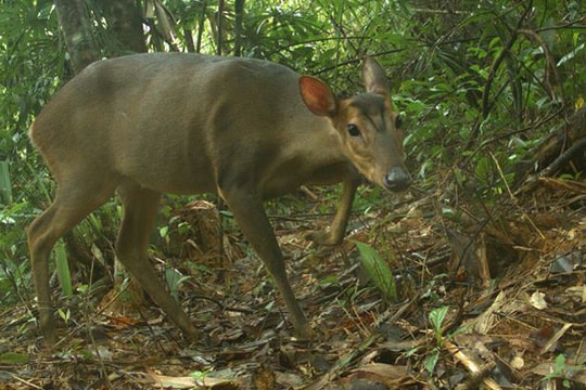 Việt Nam tìm thấy loài thú quý hiếm nhất ASEAN