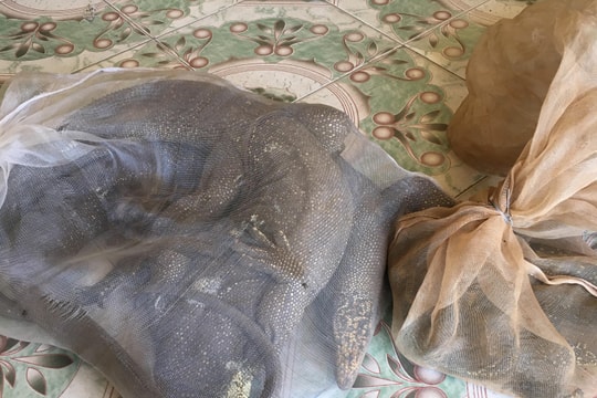 Nghệ An: Phát hiện 3 cá thể kỳ đà rất quý hiếm trên xe khách