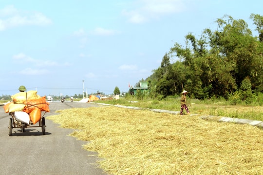 Nhiều tuyến giao thông được 'vô tư' làm sân phơi rơm lúa