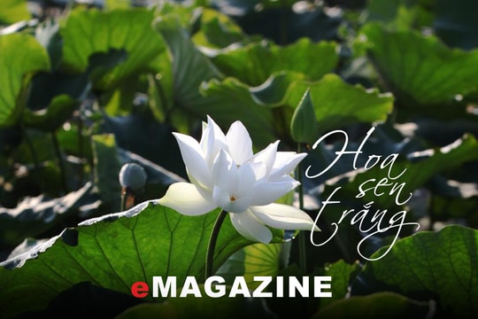 Những sắc hoa đón hè cùng phố