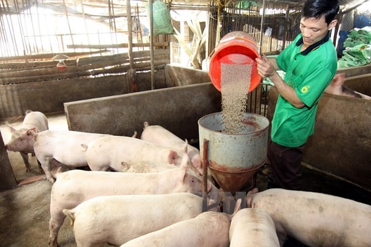 Giá lợn hơi tăng bất thường:  Ai thao túng giá?