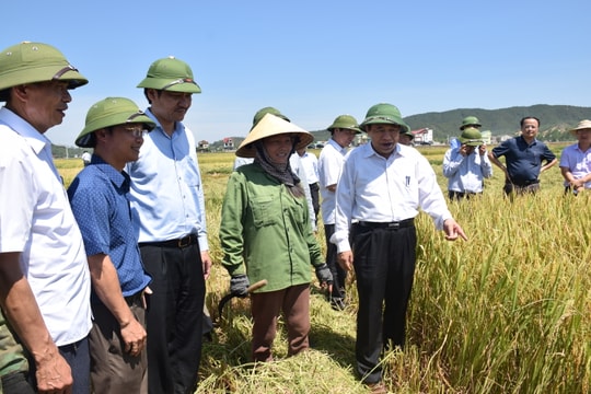 Chủ tịch UBND tỉnh động viên nông dân sản xuất hè thu thắng lợi