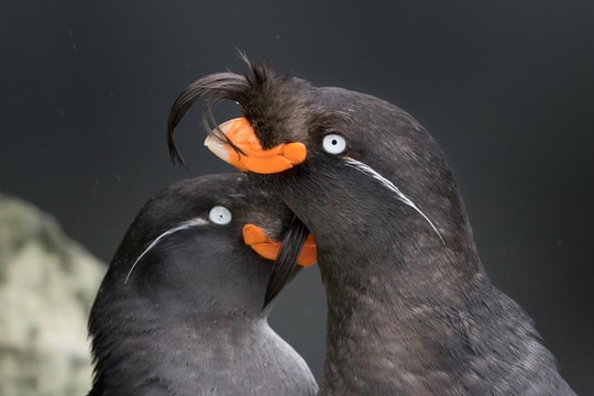 Lạ lùng loài chim tỏa mùi hương như vỏ cam, quýt