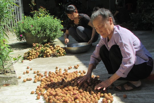 4.000 đồng/kg vải quả, người dân ngậm ngùi để hay chặt cây?