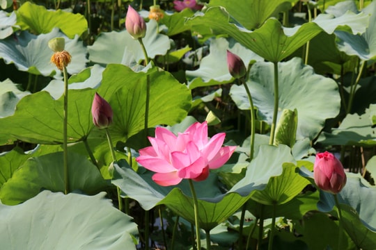 Ấn tượng mùa sen Kim Liên quê Bác