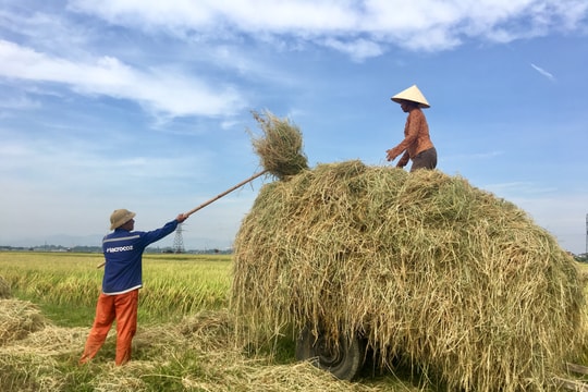 Sáng tạo trong phơi rơm và dùng rơm của nông dân Đô Lương 
