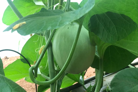 Trồng dưa lưới Israel trên đất Nghĩa Đàn