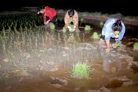 Nông dân Nghệ An cấy đêm chạy hạn