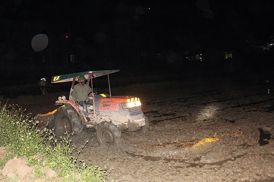 Nông dân “đội đèn” sản xuất hè thu ban đêm chạy bão