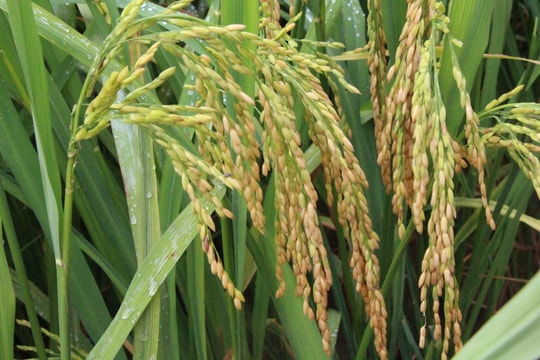 Giống lúa NA6  được bổ sung vào cơ cấu giống lúa chủ lực của Nghệ An