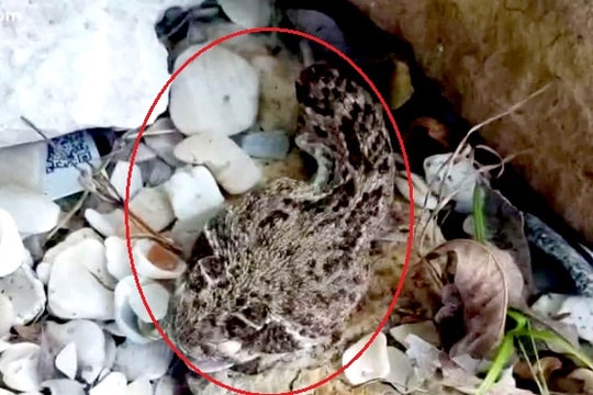 Rắn độc bị chặt đứt đầu vẫn cắn người suýt chết