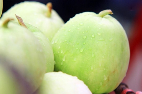 Nghi Lộc: Dưa lê được mùa, được giá