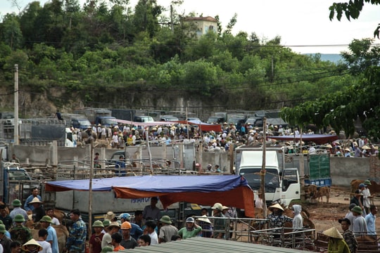 Chợ trâu bò thuộc hàng lớn nhất cả nước ở Nghệ An