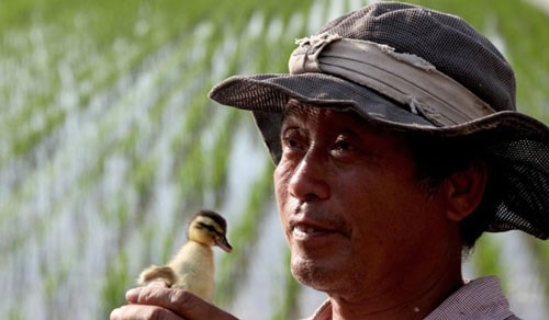 Gạo sạch nhờ vịt “trừ sâu“