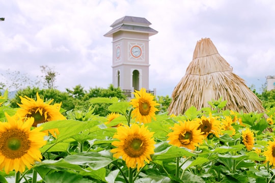 Hai cánh đồng hoa hướng dương tạo 'cơn sốt' ngày hè