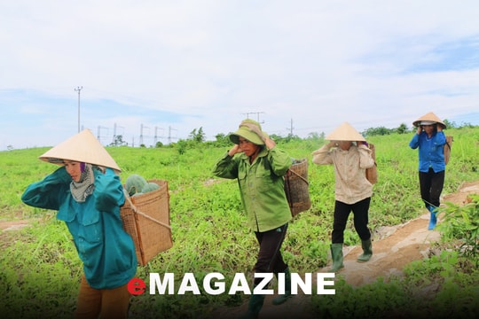 Những mùa dưa tha hương
