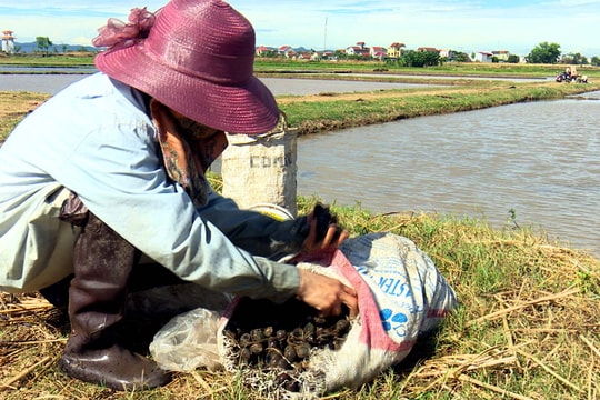 Nông dân Diễn Châu bắt diệt hàng tấn ốc bươu vàng bảo vệ lúa hè thu