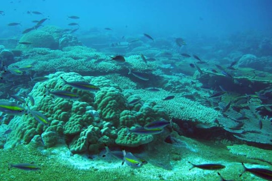 Việt Nam đối mặt bão, lũ chưa từng có nếu mất rạn san hô