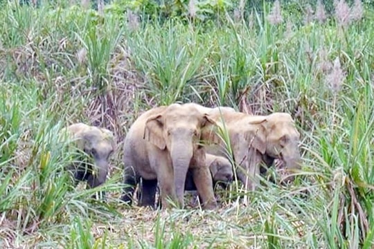 Duy trì tốt sinh cảnh tự nhiên để bảo tồn bền vững các cá thể voi ở Nghệ An