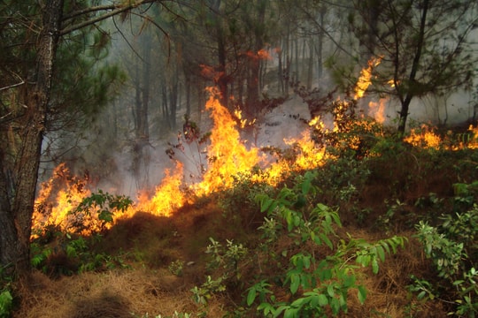Cháy đồi thông, nghi do người dân đi viếng mộ thắp hương