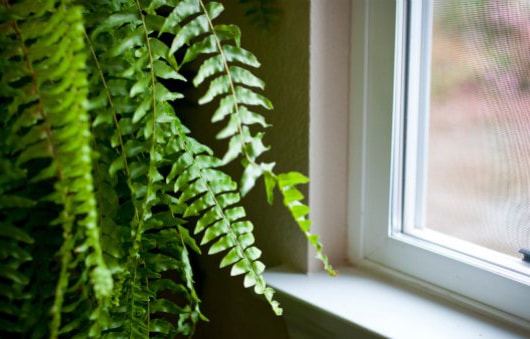 7 cách giúp ngôi nhà mát mẻ hơn trong những ngày nắng nóng