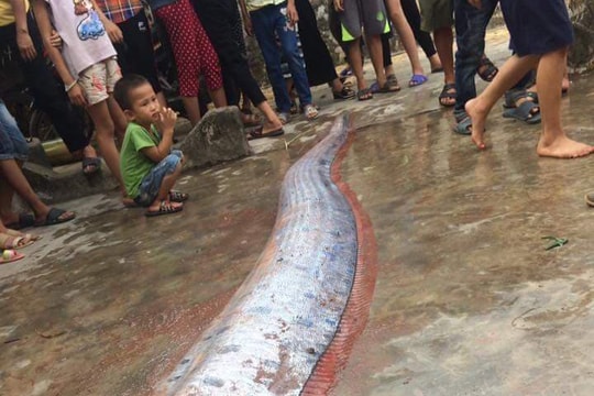 Ngư dân Nghệ An bắt được cá lạ nặng 50kg, có chùm râu dài hơn 1 mét