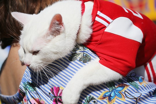 World Cup: Mèo tiên tri dự đoán kết quả trận Iran-Morocco