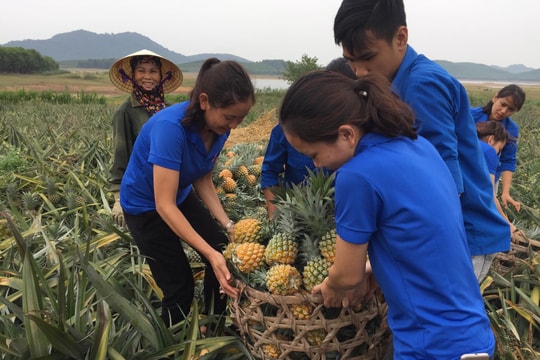 Tuổi trẻ Thái Hòa “giải cứu” dứa giúp bà con nông dân