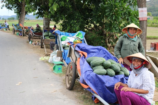 Nông dân Nam Đàn loay hoay lo đầu ra cho dưa hấu