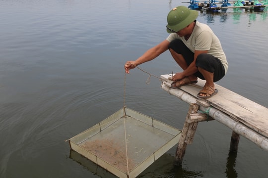 Quỳnh Lưu đẩy nhanh tiến độ thả tôm vụ 2 tránh mùa mưa bão