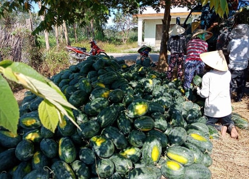 Những nông sản giá chạm đáy nửa đầu năm